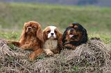 CAVALIER KING CHARLES 770